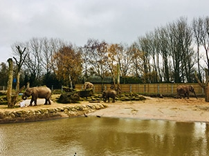 elephants in a zoo