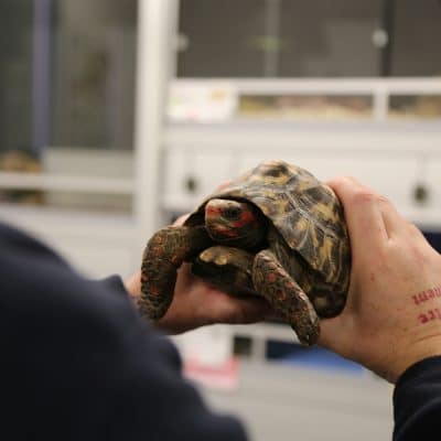 Glenn holds a tortoise