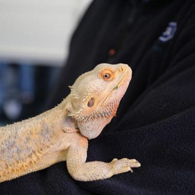 a lizard