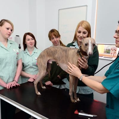 greyhound having stethoscope