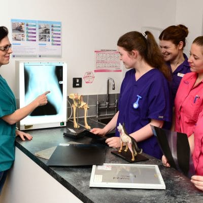 animal management looking at x ray