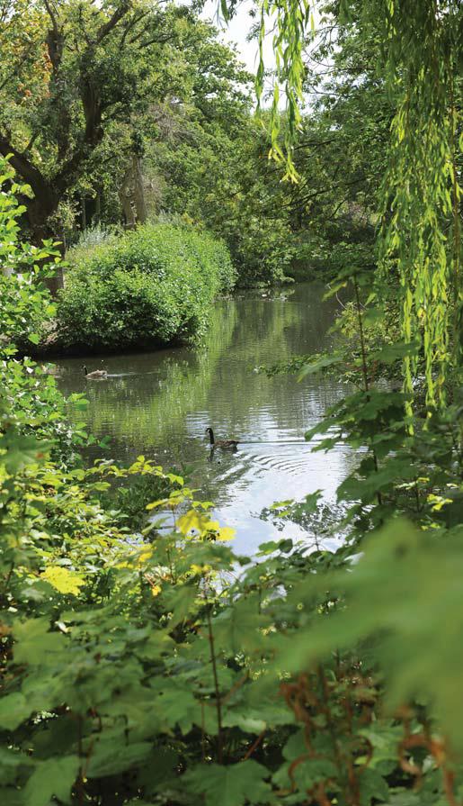 Picturesque greenery overlooking a pond.
