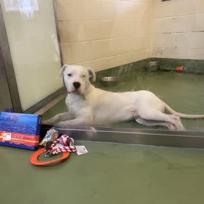 Abandoned dog with his Christmas presents
