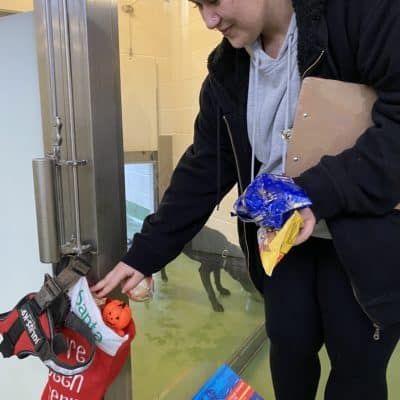 Student filling stocking for dog