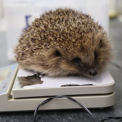 Hedgehog on scales.