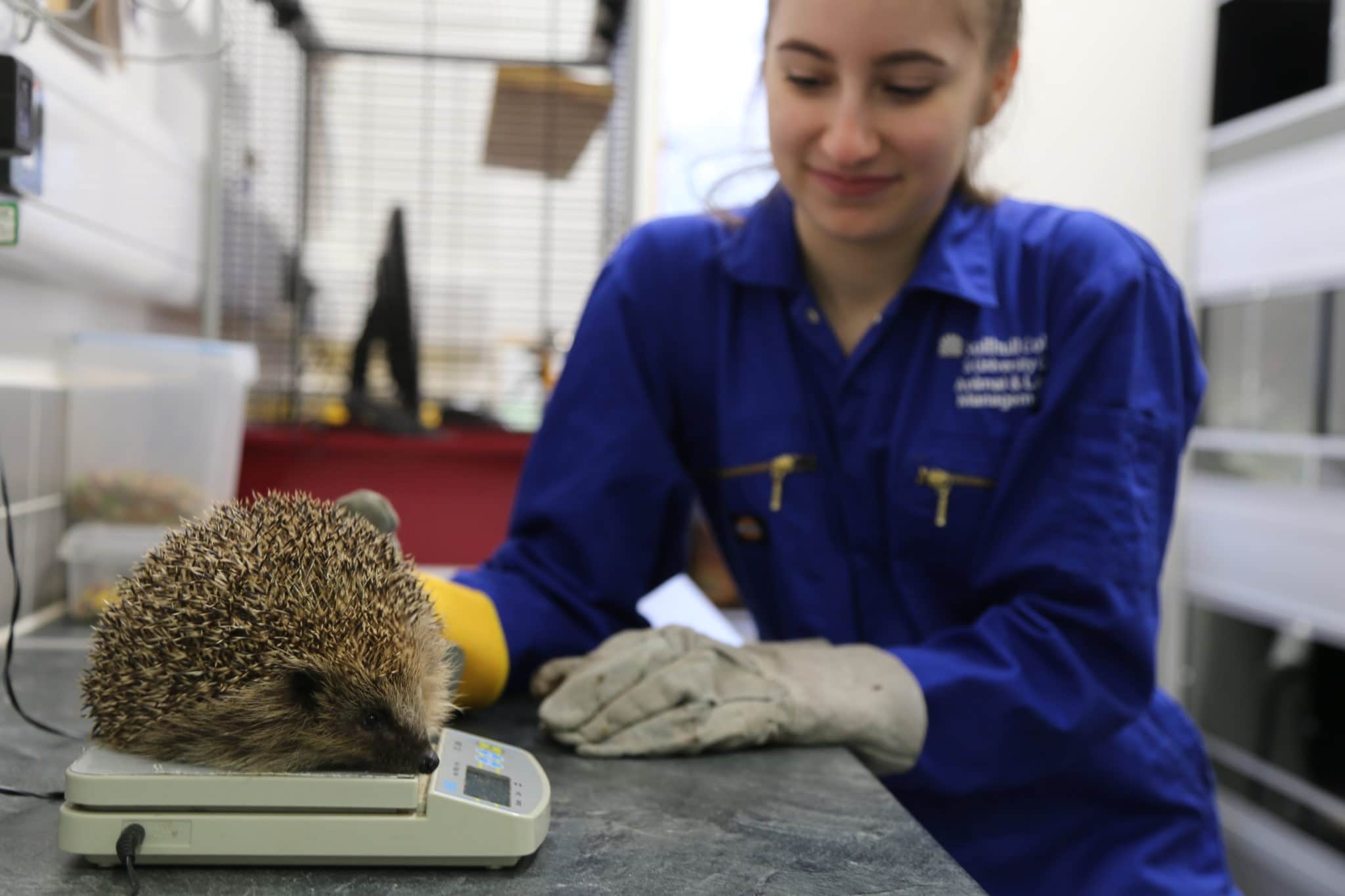 Eleanor weighs harry the hedgehog on scales