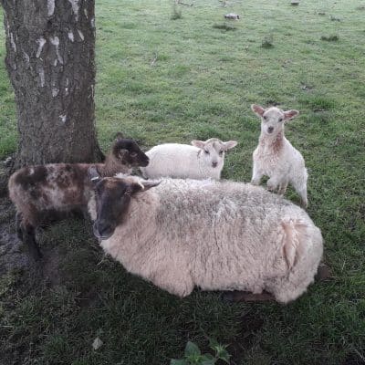 Lambs and their mother shading under a tree