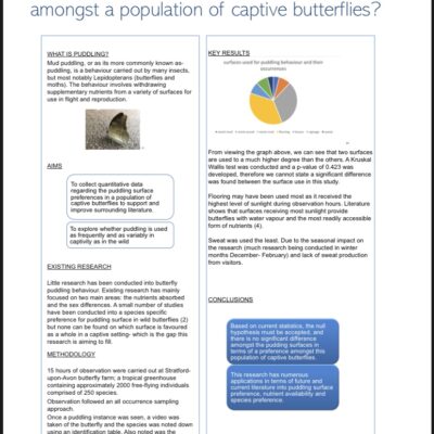 A PDF picture of Angel's Poster on Butterfly Puddling