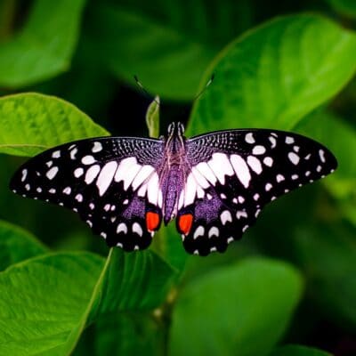 a black and white butterfly sits on a leaf