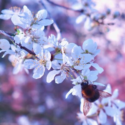 a bee on a white flower
