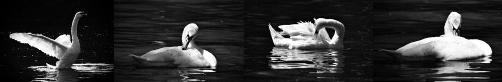 Hattie's four piece sequence photos of swans in a river in black and white.