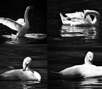 The 4 swan images in black and white in a collage