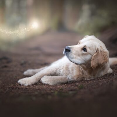 College pet photographer earns international recognition