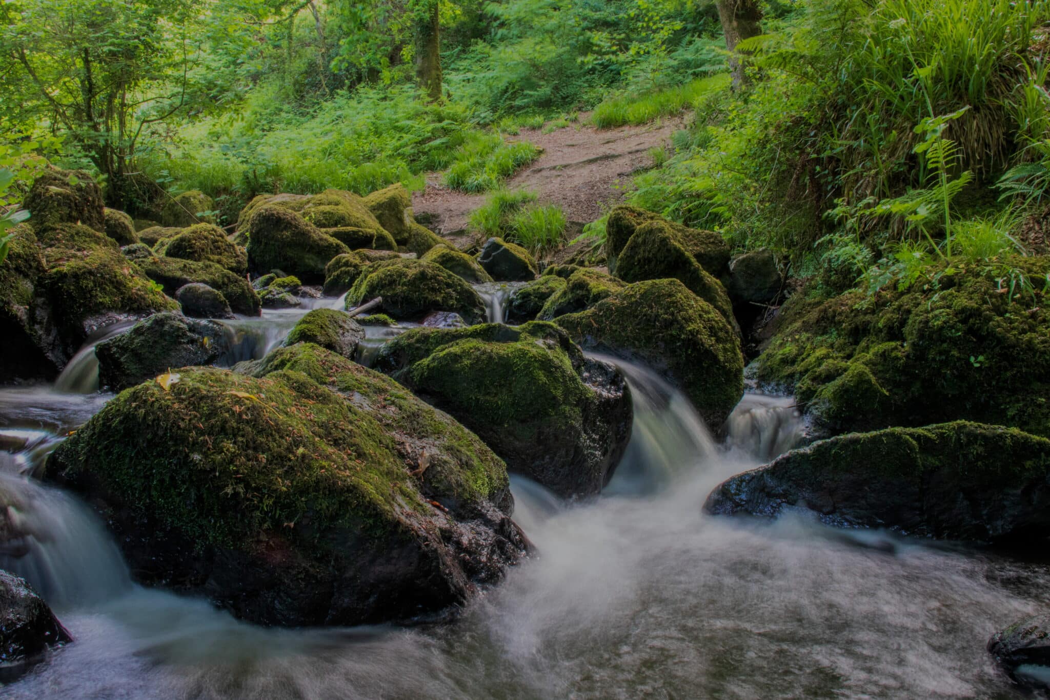 Waterfall in dusky forest