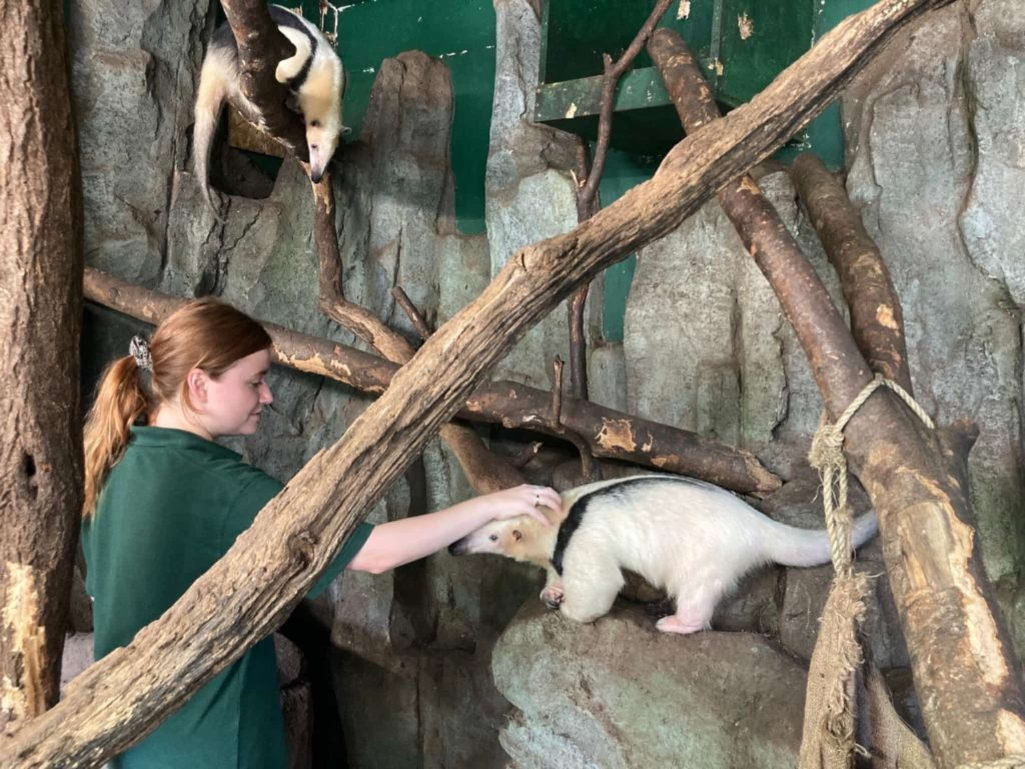 Animal Welfare degree student launches Zookeeping career