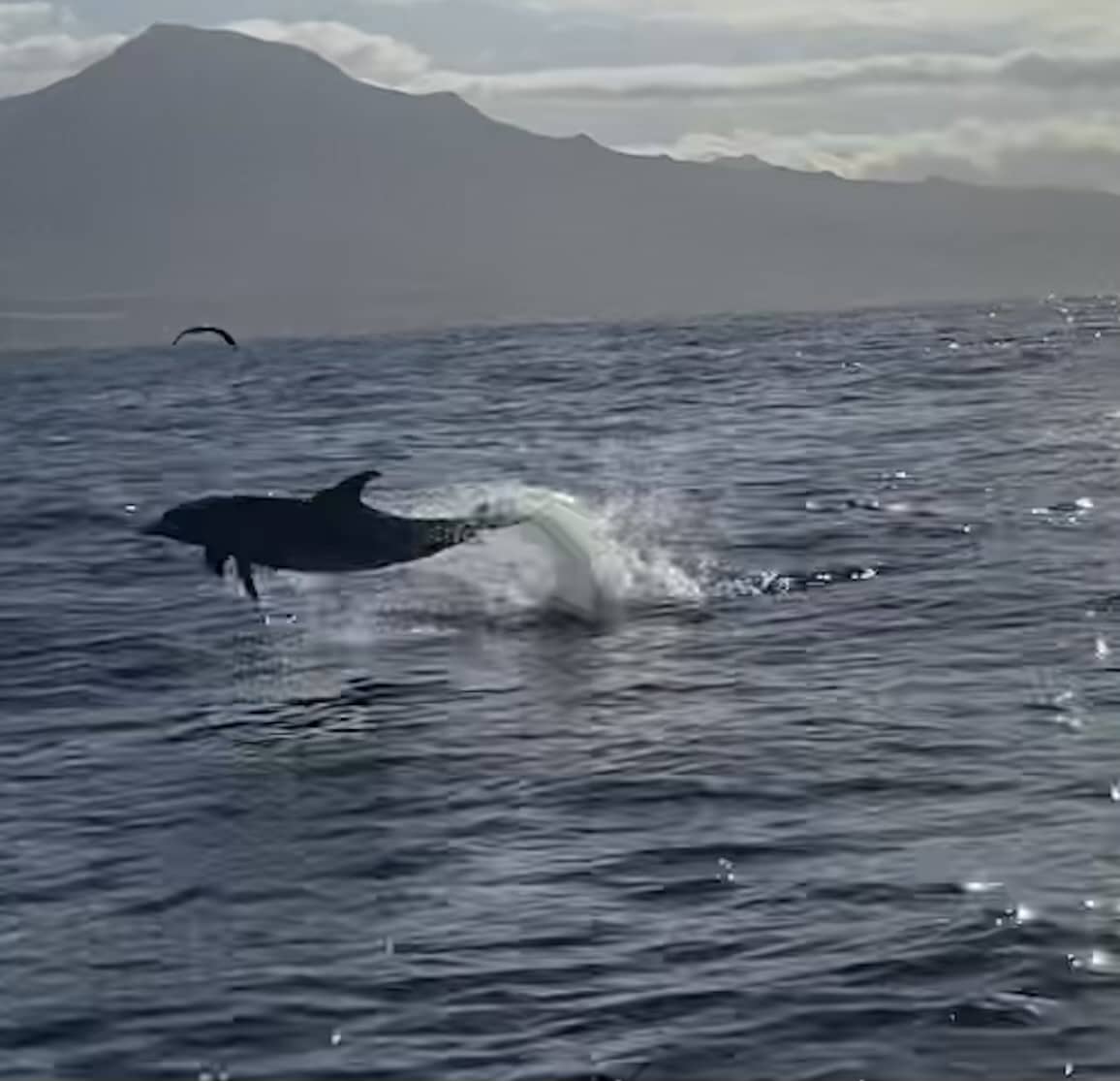 Animal Welfare students take conservation trip to Tenerife