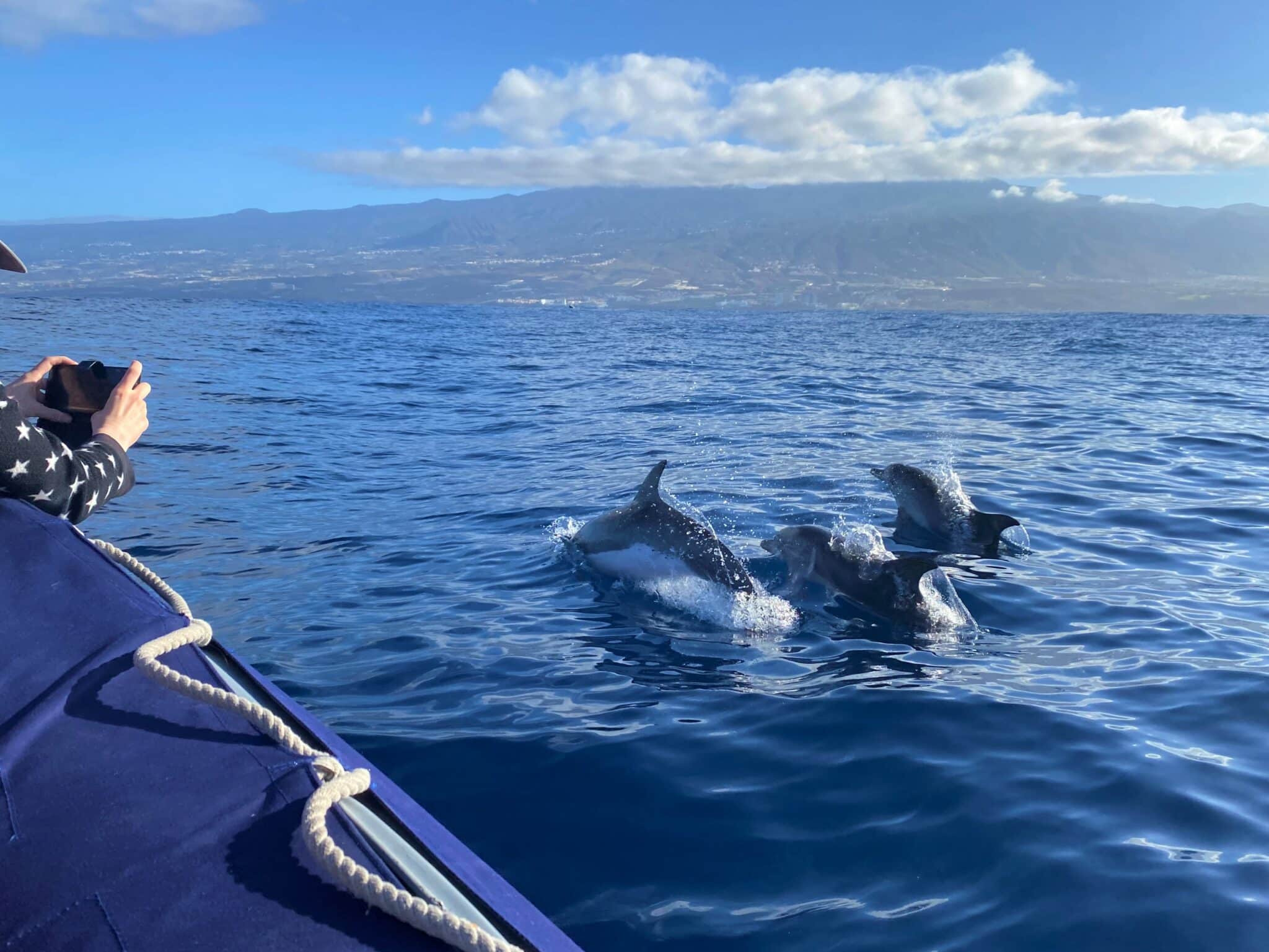 Dolphins swimming in the sea
