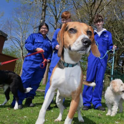 students with several college dogs
