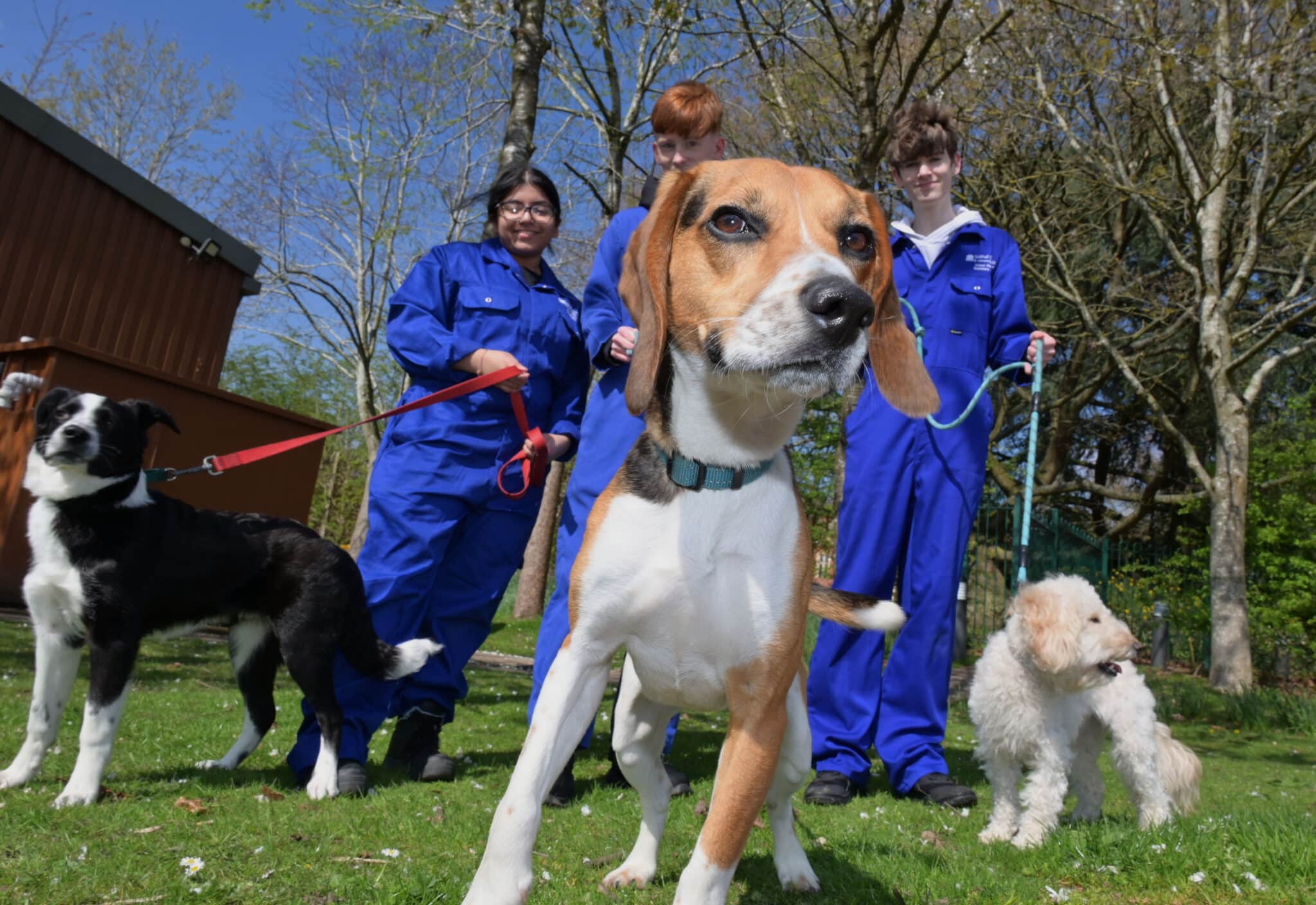 students with several college dogs