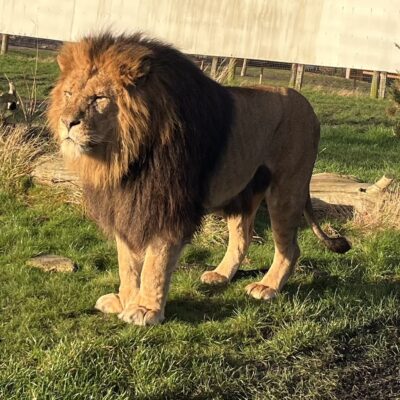 A Lion that Misty looks after