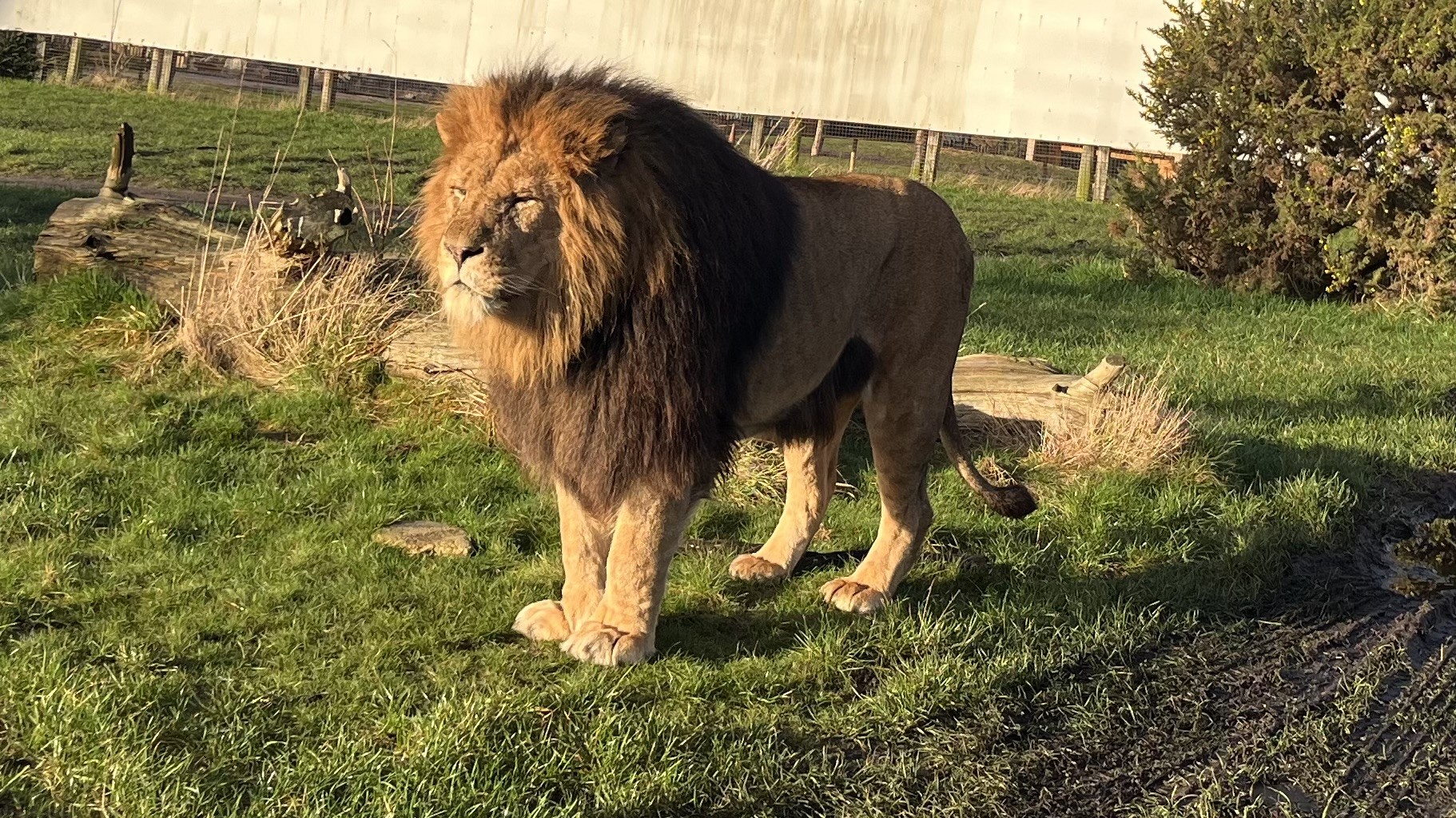 A Lion that Misty looks after