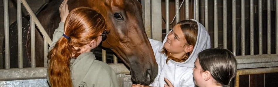 City & Guilds Level 2 Technical Certificate in Equine Care