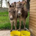 College says hello to two new donkeys