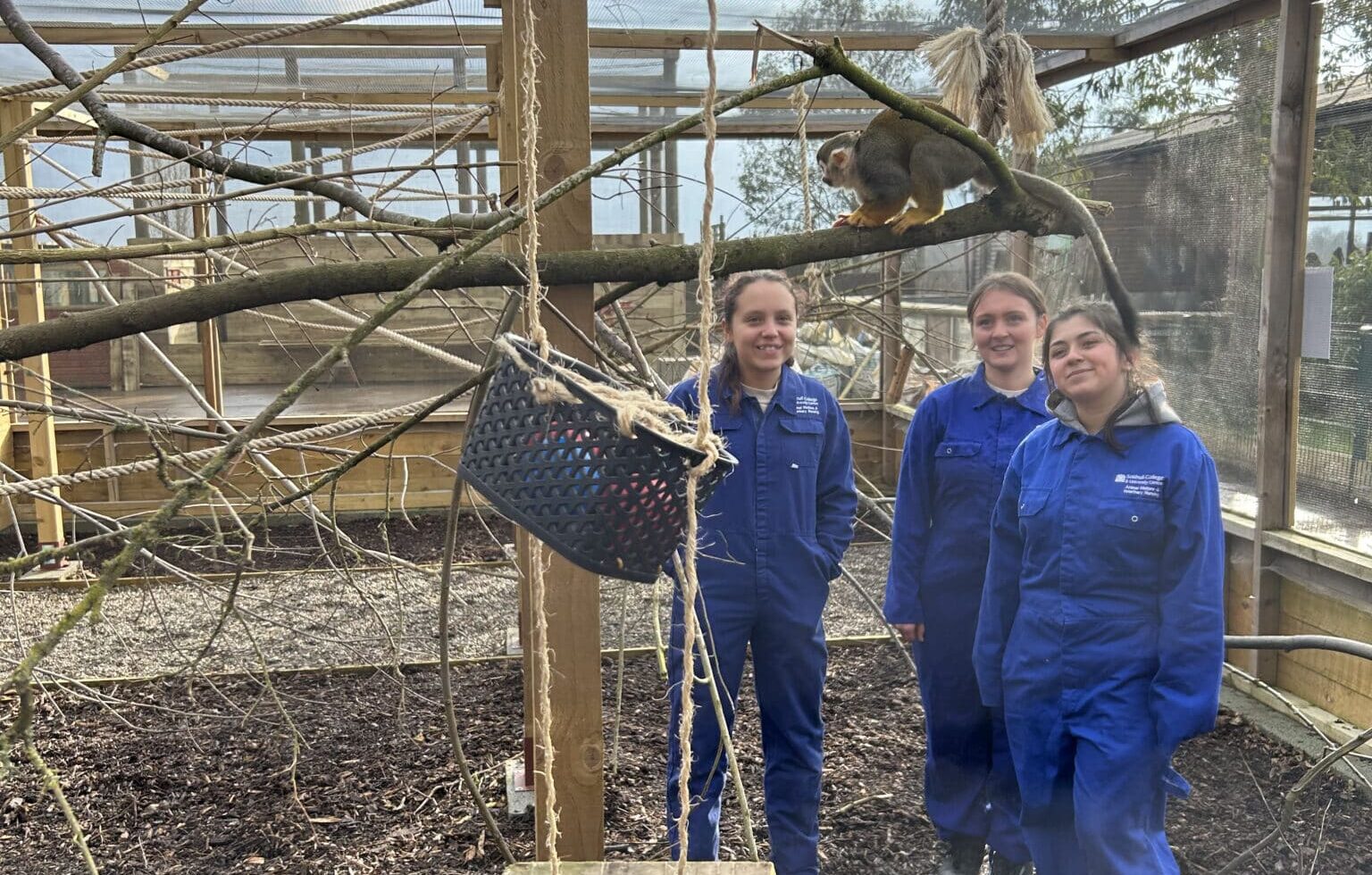 veterinary nursing team working with the monkeys