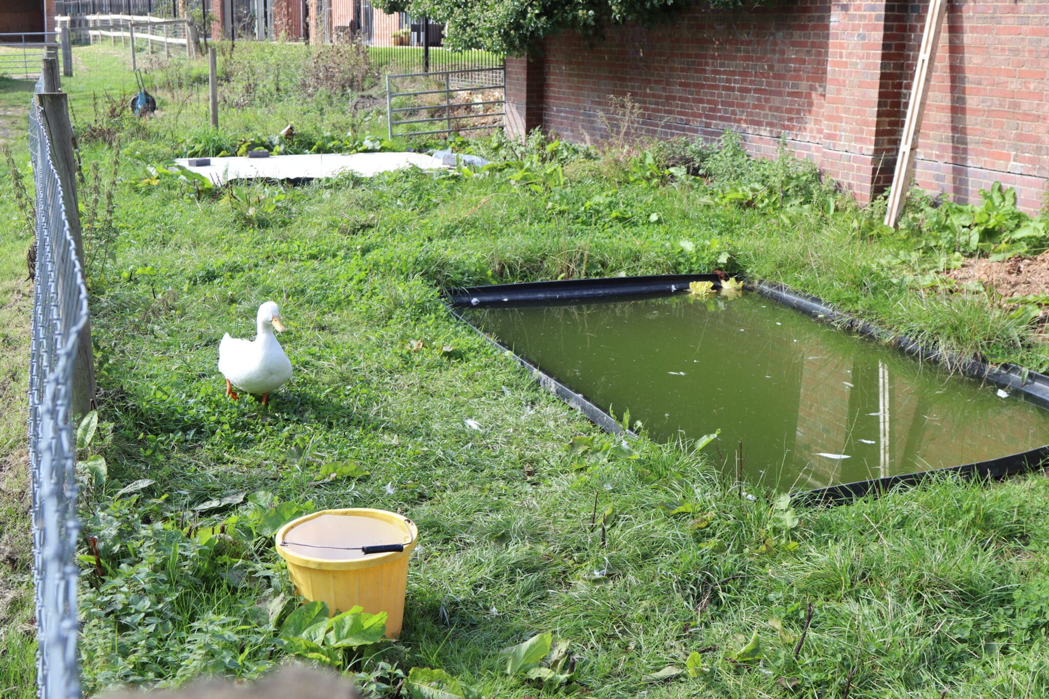 New duck home created by construction students