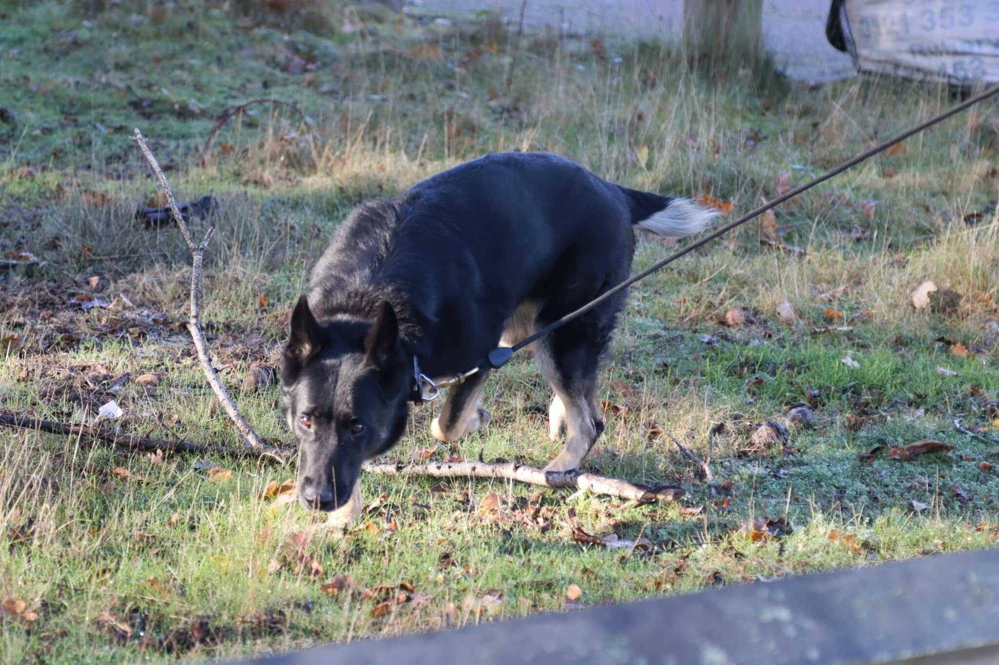 police dog during frontline policing live simulation